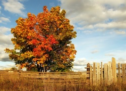 Jesień, Drzewo, Drewniany, Płot