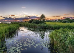 Jezioro, Trawa, Drzewa, Wschód, Słońca