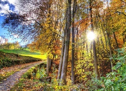 Las, Jesień, Droga, Liście, Promienie słońca