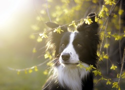 Pies, Gałązki, Kwiaty
