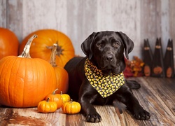 Pies, Chusteczka, Dynie, Halloween