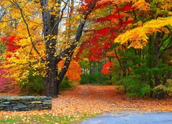 Park, Droga, Liście, Kolorowe, Drzewa, Jesień