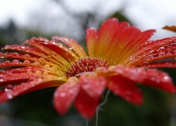 Gerbera, Krople