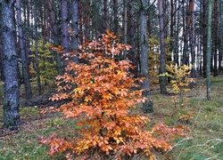Las, Drzewo, Jesienią