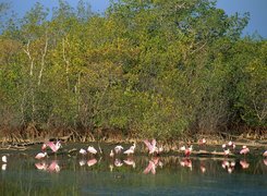Flamingi, drzewa, woda, jezioro