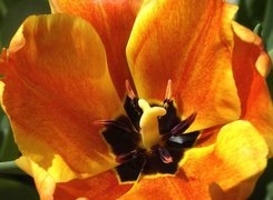 Tulipan, żółty, słupek, pręciki
