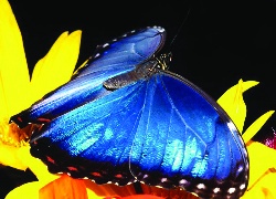 Motyl, niebieski, kwiat