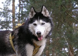 Siberian Husky, szelki