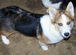 Welsh corgi pembroke