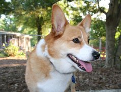 pysk, Welsh corgi pembroke