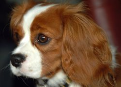 Rudo-biały, King Charles Spaniel