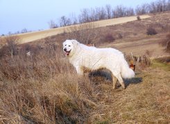 Owczarek węgierski Kuvasz