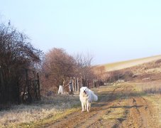 Owczarek węgierski Kuvasz, droga