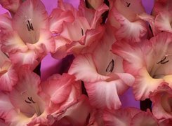 Mieczyki Gladiolus