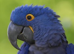 Niebieska, Papuga,  Modroara Hiacyntowa