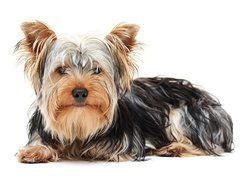 Yorkshire Terrier, Długa, Sierść