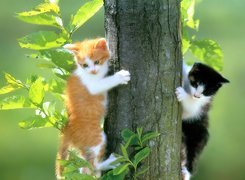 Dwa, Małe, Kotki, Drzewo