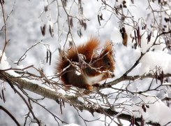 Wiewiórka, Zima