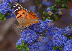 Motyl, Rusałka, Osetnik, Niebieskie, Kwiatki
