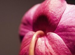 Różowa, Orchidea, Makro