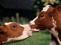 Dwie, Łaciate, Krowy, Pocałunek