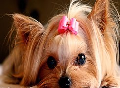 Kokardka, Yorkshire Terrier