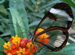 Motyl, Glasswing, Przeźroczyste, Skrzydła