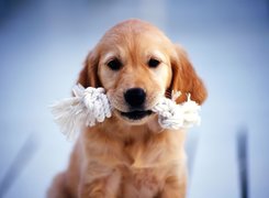 Pies, Pyszczek, Zabawka, Golden retriever, Szczeniak