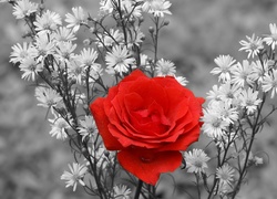 Kwiaty, Czerwona, Róża