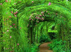 Ogród, Tunel, Rośliny