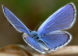 Motyl, Modraszek ikar, Skrzydła, Pyłek