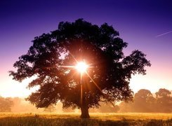 Drzewo, Przenikające, Słońce