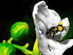 Australijska, Pszczoła, Kwiat