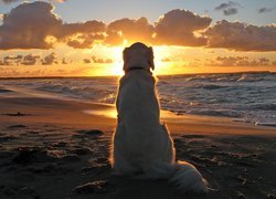 Pies, Zachód, Słońca