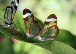 Motyle, Glass, Wings Zielone, Liście