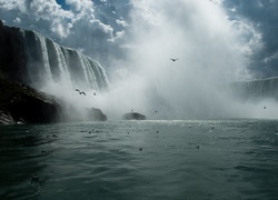 Wodospad, Niagara, Ptaki