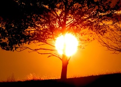 Drzewo, Zachód, Słońca