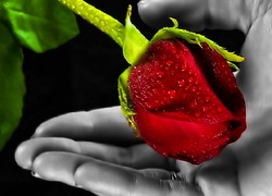 Róża, Dłoń, Liście