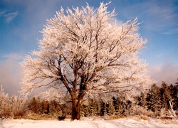 Drzewo, Zima, Śnieg