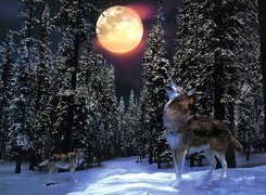 Wilk, Księżyc, Las, Noc