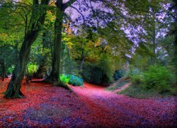 Jesień, Drzewa, Ścieżka, Kolorowe, Liście