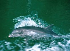 Płynący, Delfin, Woda