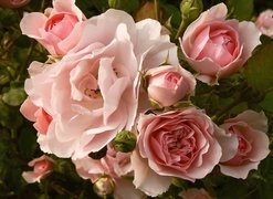 Kwiaty, Bukiet, Róż