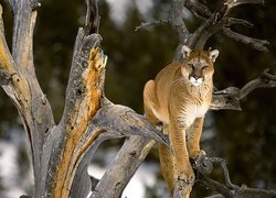 Puma, Kot, Drzewo