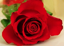 Piękna, Czerwona, Róża