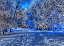 Zima, Drzewa, Śnieg