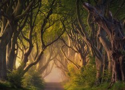 Irlandia Północna, Hrabstwo Antrim, Aleja Dark Hedges, Droga, Drzewa, Buki, Mgła