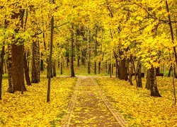 Alejka wśród drzew w jesiennym parku