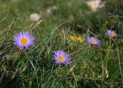 Kwiaty, Astry alpejskie, Trawa