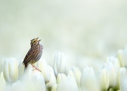 Ptak, Bagiennik żółtobrewy, Kwiaty, Tulipany, Białe